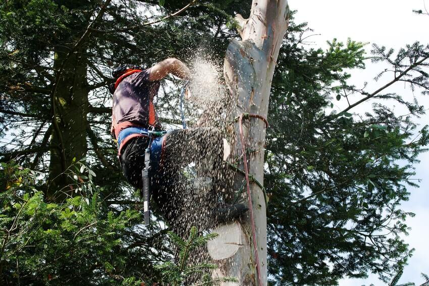 Tree Surgeons Chessington KT9